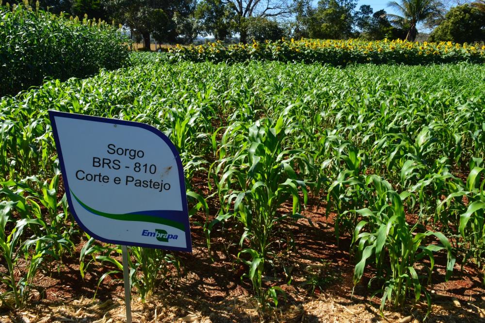 Dia de Campo mostra custo -benefício em Sistema de Integração Lavoura-Pecuária