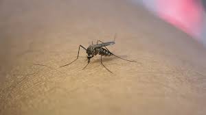 Brasil já registra metade dos casos de dengue contabilizados em 2023