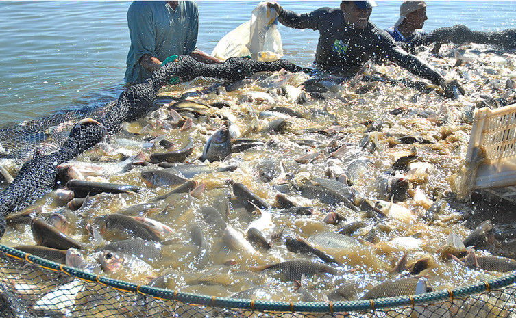 Extremo norte do Tocantins, São Miguel, Sítio Novo, Maurilândia e Itaguatins despontam entre os dez maiores produtores de peixes do Tocantins