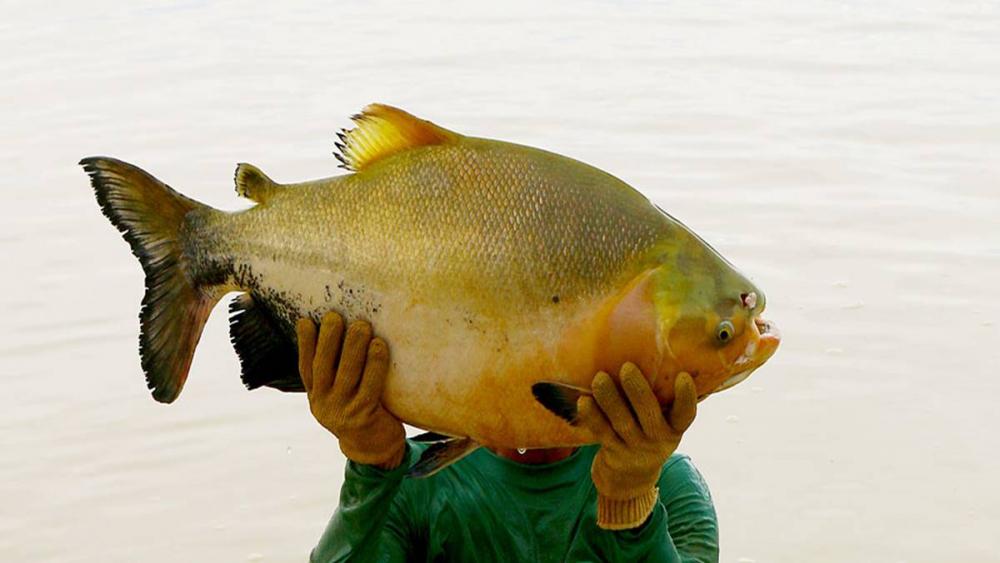 Pesquisa melhora desempenho da produção de tambaqui em tanques-rede