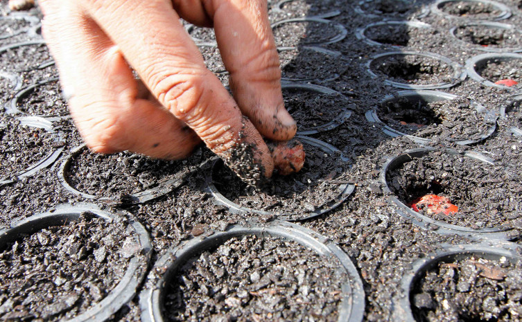 Tocantins inicia ciclo de produção de 50 mil mudas de espécies do Cerrado