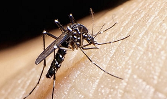 OMS alerta que a dengue se tornará problema global graças às mudanças climáticas