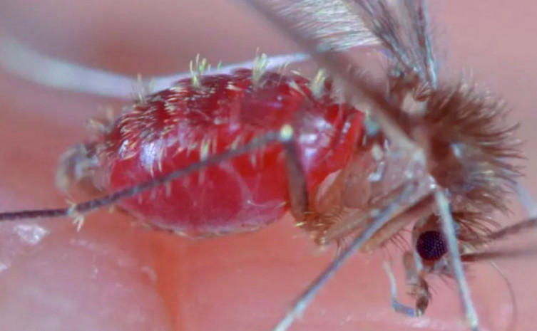 Saúde abre inscrições para a reunião anual de Chagas e leishmaniose visceral